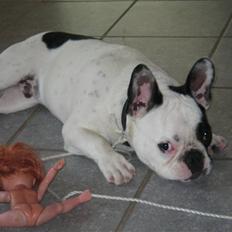 Fransk bulldog Spike