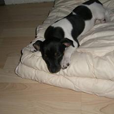 Dansk svensk gaardhund Chilli