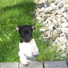 Dansk svensk gaardhund Chilli