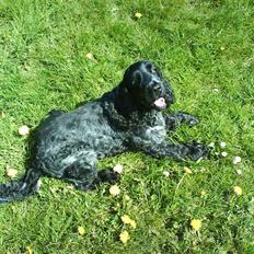 Cocker spaniel Græshavens Adonis