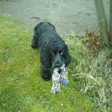 Cocker spaniel Græshavens Adonis