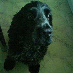 Cocker spaniel Græshavens Adonis