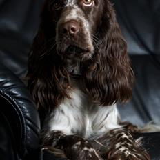 Cocker spaniel Molly