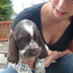 Cocker spaniel Molly
