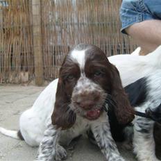 Cocker spaniel Molly