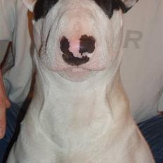 Bullterrier diva (grise pigen)