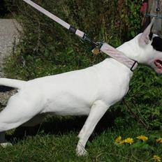 Bullterrier diva (grise pigen)