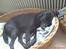 Labrador retriever maja