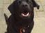 Labrador retriever maja