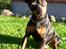 Dvaergpinscher King (2003 - 2016)