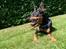 Dvaergpinscher King (2003 - 2016)