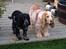 Cocker spaniel Chianti (Fisen) R.I.P - Chianti og Line (mine forældres orange roan cocker på 11 år)