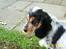 Cocker spaniel Nanna - 3 mdr