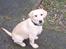 Labrador retriever Sascha