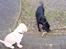 Labrador retriever Sascha - Fie og Saschas første møde...