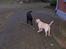 Labrador retriever Sascha - Sascha var meget nysgerrig efter at lege med Fie
