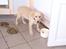 Labrador retriever Sascha - Mad skal der jo til...
