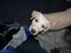 Labrador retriever Sascha