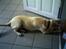 Labrador retriever Sascha
