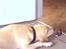 Labrador retriever Sascha