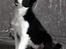 Border collie Mini  - Foto: Betina Nielsen
