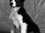 Border collie Mini  - Foto: Betina Nielsen