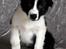 Border collie Brandy † RIP- 7-10-2009 † - Foto: Betina Nielsen