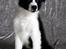 Border collie Brandy † RIP- 7-10-2009 † - Foto: Betina Nielsen
