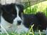 Border collie Brandy † RIP- 7-10-2009 †