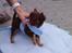 Chihuahua Enzo - lille Enzo dreng 