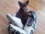 Chihuahua Enzo - må man ikke det ? :-)
