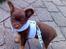 Chihuahua Enzo - ude at gå 