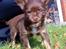 Chihuahua Enzo - nanne nam græs... 