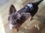 Chihuahua Enzo
