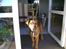 Blanding af racer Amstaff/Rotte - Specki*