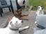 Blanding af racer Amstaff/Rotte - Specki*