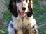 Cocker spaniel Nanna - Næsten 4 mdr