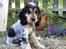 Cocker spaniel Nanna - 3 mdr. selvfølgelig med noget i munden
