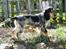 Cocker spaniel Nanna - 4½ mdr