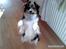 Papillon Blanding ¤¤Mons<3¤¤
