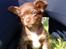 Chihuahua Enzo - Enzo ude i haven
