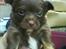 Chihuahua Enzo - enzo hos opdrætter
