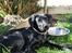 Labrador retriever Laxi