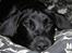 Labrador retriever Laxi