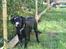 Labrador retriever Laxi
