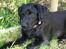 Labrador retriever Laxi - Blinke blinke