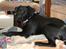 Labrador retriever Laxi
