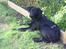 Labrador retriever Laxi