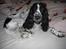 Cocker spaniel Mollie. - *NY* Mollie inde i Janni og Nicolajs seng.
