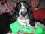 Cocker spaniel Mollie. - *NY* Mollie og hendes elskede pivedyr. 